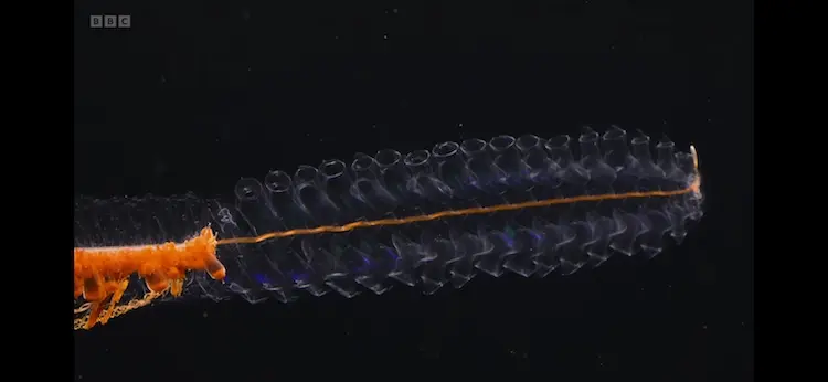 Red siphonophore (Marrus claudanielis) as shown in Planet Earth III - Ocean